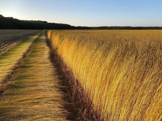 Champ de lin français en cours de rouissage dans les Hauts-de-France, tiges dorées couchées en andains sous un ciel bleu
