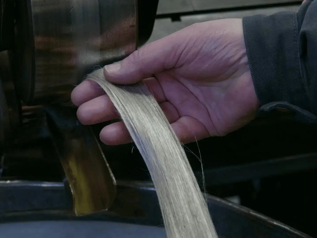 Ruban de fibres longues de lin français tenu à la main lors du teillage en Normandie, filière lin française